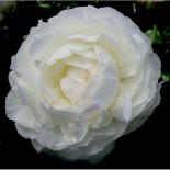 Энн Казенс - Ann Cousins