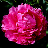 Эттер оф Розес - Attar of Roses