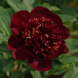 Чоколит Соулдже - Chocolate Soldier