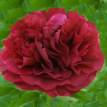 Денди Ден - Dandy Dan