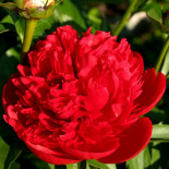 Диана Паркс - Diana Parks