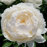 Джеймс Льюис - James Lewis