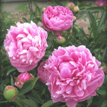 Джакорма -  Jacorma