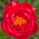 Йор Меджести - Your Majesty