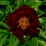 Хандинг - Hunding ***