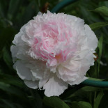 Корнелия Шейлор - Cornelia Shaylor