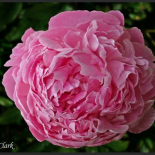 Маргарет Кларк - Margaret Clark