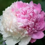 Мистер Эд - Mr. Ed