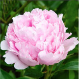 Пинк Камео - Pink Cameo