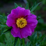 Пион Вича (ограничено) - P. Veitchii