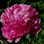 Премьера - Premiera ***