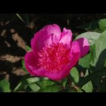 Распберри Роуз - Raspberry Rose