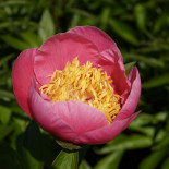 Роуз Диамонд - Rose Diamond