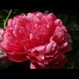 Роуз Реверенс - Rose Reverence (нет в продаже)