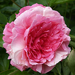Роуз Харт  - Rose Heart (нет в продаже)