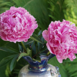 Селебрейшн - Celebration