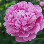 Селебрейшн - Celebration