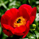 Скарлет Тенеджер - Scarlet Tanager