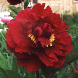 Зе Майти Мо - The Mighty Mo